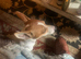 JackRussell Male
