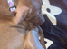 Sweet pup URGENT rehome
