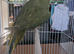 Olive and lemon creamino Indian Ringnecks babies