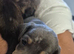3 male long haired miniature dachshunds