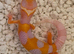 Baby leopard geckos