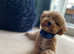 F1 cavapoo available for stud