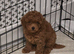 Kc registered red toy poodle