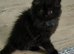 Male kitten British Longhair