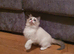 Beautiful GCCF Registered Ragdoll Kitten.