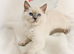 GCCF Registered Ragdoll Kittens