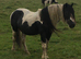 Homozygous Tobiano stallion