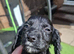 Working cocker spaniel puppies Ready to leave now
