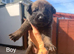 Belgian Sheppard malanois