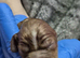 Caviler king charlies puppys