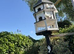 Fantail Pigeon