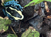 Powder blue dart frog youngsters
