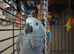 8 months old African grey