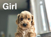 Cockapoo puppies ready to leave us from 7th July