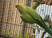 1 pair of Indian ringneck parrots