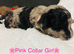 Beautiful F1B Cavapoo Puppies