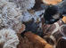 Litter of 2 week old kittens
