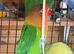 Lovebirds
