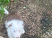 Border collie puppies
