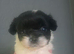Shih Tzu puppies