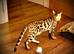 Two Bengal twins kittens
