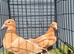 Pure yellow muleman chicks