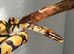 Pastel het pied male ball python