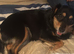 Indy is looking for a home