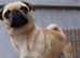Brussels Griffon