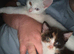Calico girl