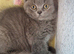 Beautiful blue British shorthair girl