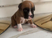 KC Boxer Puppies