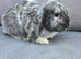 FRENCH LOP BABIES - READY FOR THEIR FOREVER HOMES