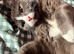 Stunning female cat
