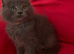 Solid Grey Maine Coon x Ragdoll boy
