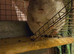 Looking for a chinchilla