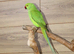 Baby Green Ring necks,30
