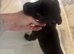 bull x lurcher pups