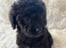 CAVAPOO'S