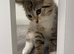 Tabby & Long Haired Kittens