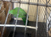 Australian king parrot female