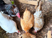 Serama chicks pre listing