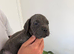 exceptional cane corso pups for sale