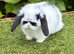 Pure bred mini lop