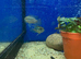 Blue Acara (Andinoacara pulcher)