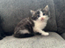 Beautiful kittens
