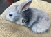 Gorgeous mini lop babies
