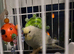 Bonded pair of budgies