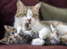 2 cats free ( phoenix and clover)