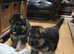 Outstanding KC German Shepherd puppies